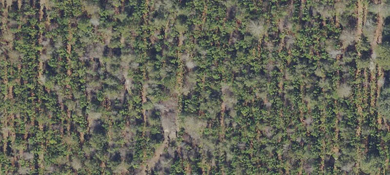 Micanopy, FL 32667