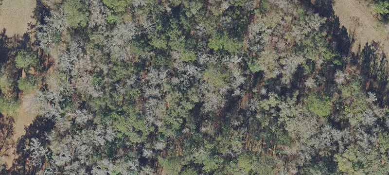 Micanopy, FL 32667
