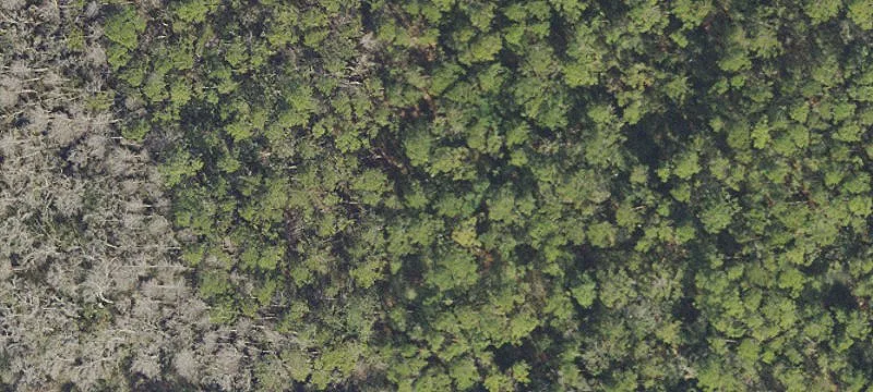 Deland, FL 32724