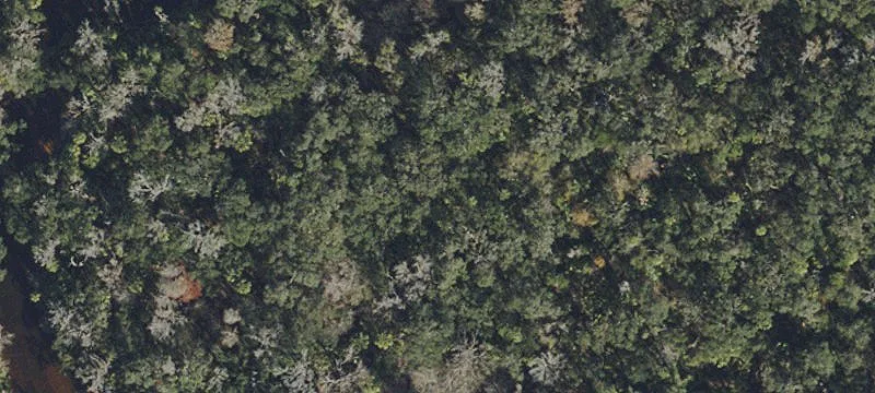 Lithia Pinecrest