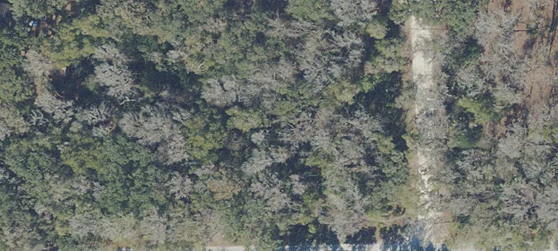 Anthony, FL 32617