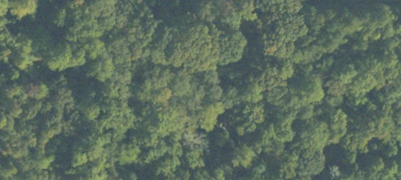 Palmetto Ct