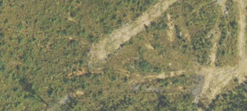  Pine