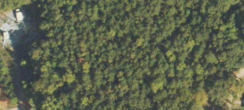  Pine