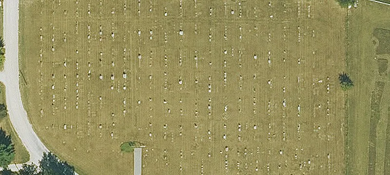 Tulip Ave