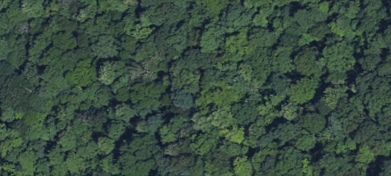Hemp Patch