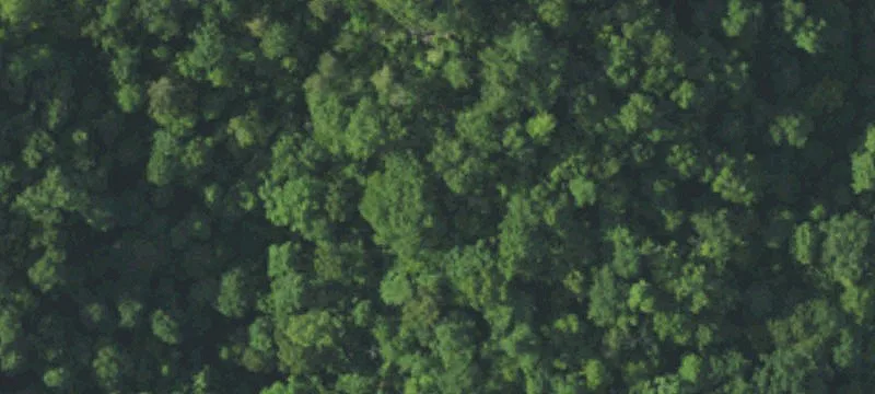 Hd Of Holly Thicket