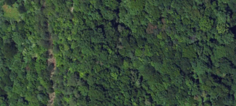Red Oak