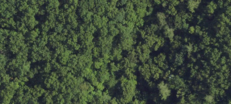  Pine