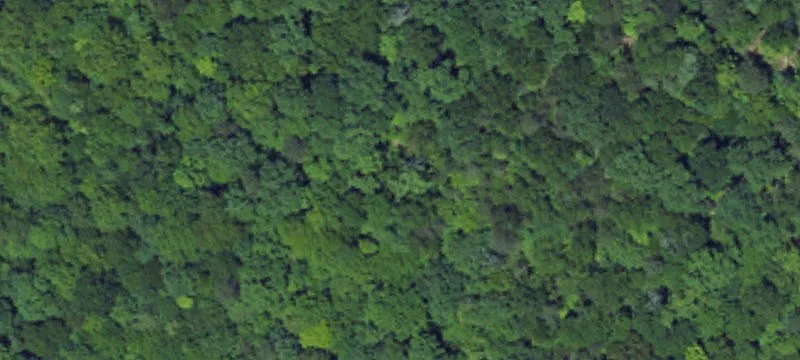 Sassafras