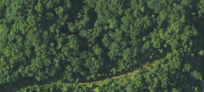 Hd Of Holly Thicket