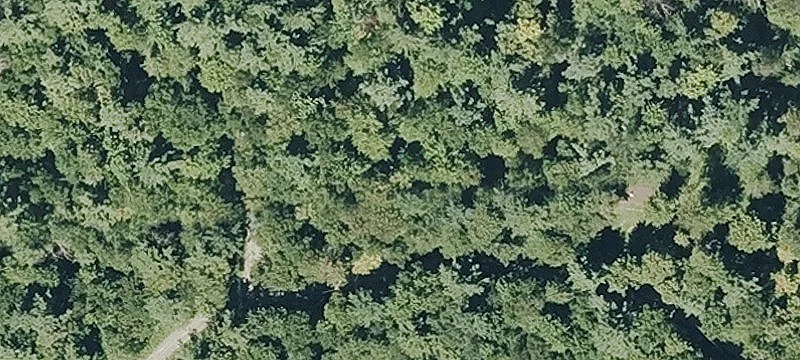 Thicket Rd