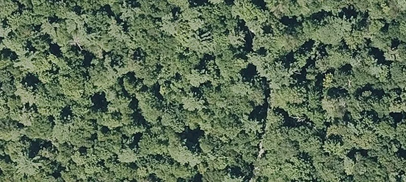 Thicket Rd