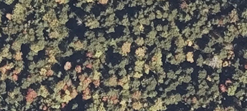 Skunk Hl
