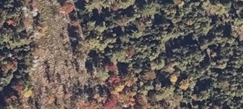 Cedar Ln