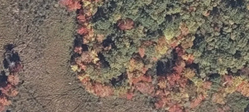 Bog Rd