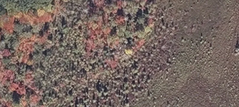 Bog Rd