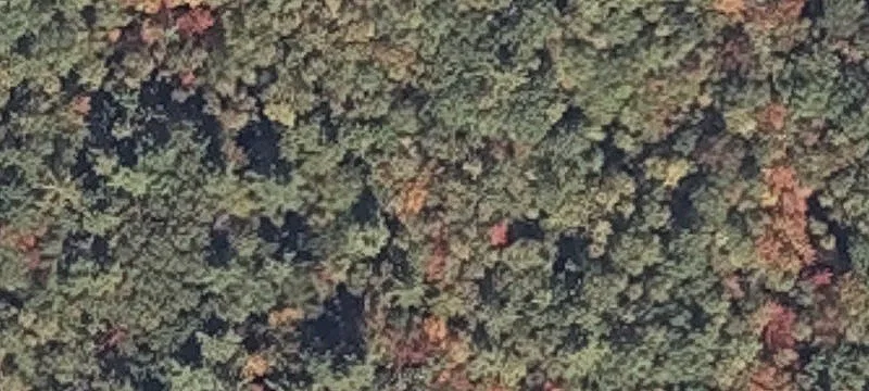 Bog Rd
