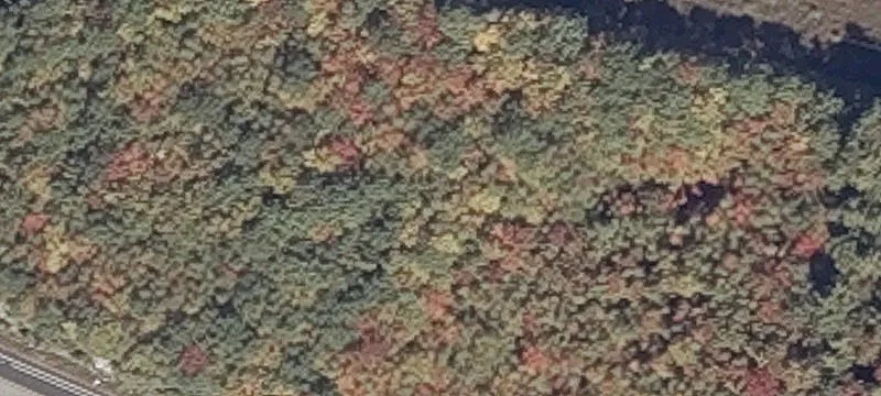 Vlg Dr