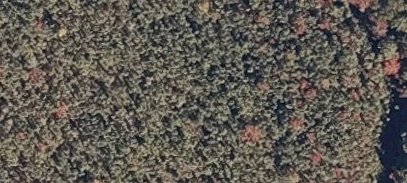 Greenleaf Rd