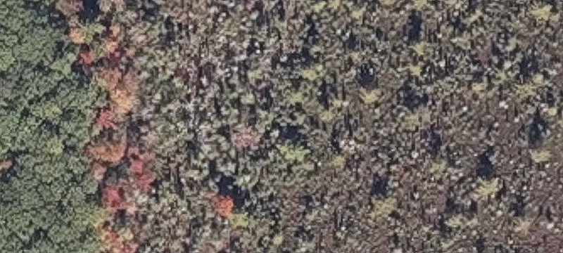 Bog Rd