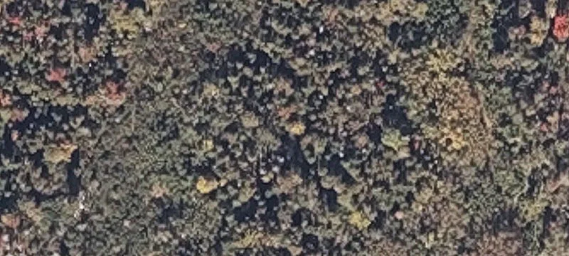 Birch Way