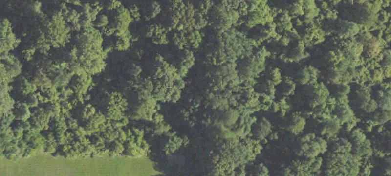 192 Birch