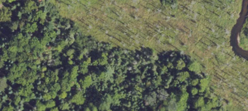 Pinewood