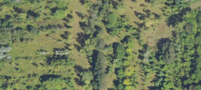 Cedar