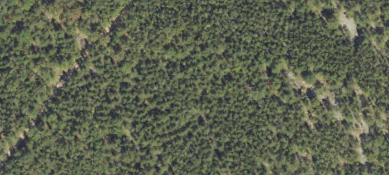 Ponderosa