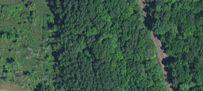  Pine