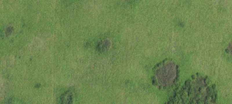 Ogema, MN 56569