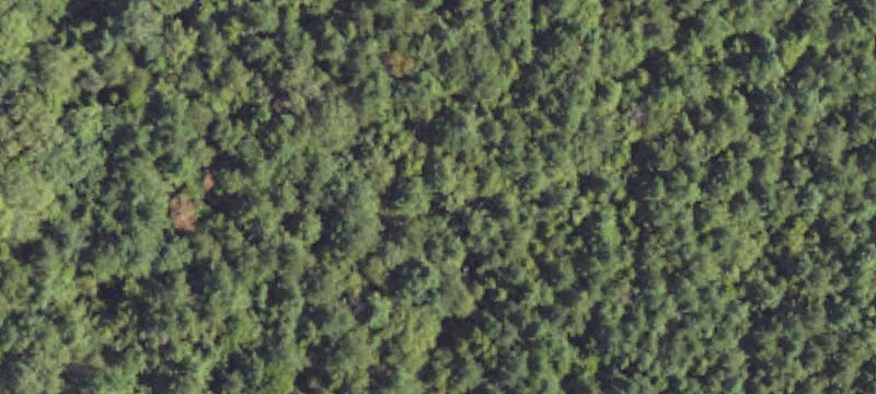 Pelahatchie, MS 39145