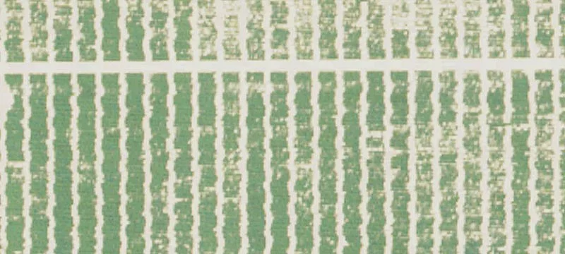 Leland, MS 38756
