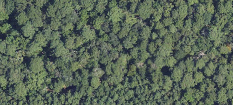 Forest, MS 39074