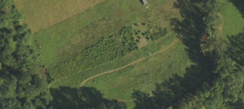 Pear Tree Ln