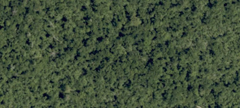 New Fry Swamp