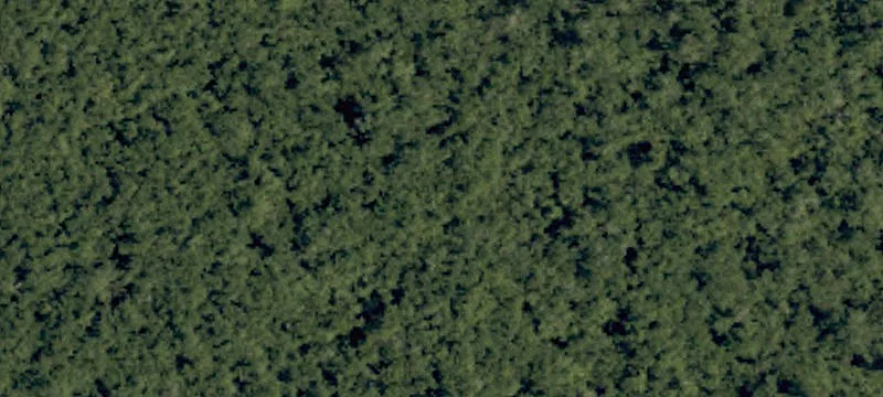 Bryant Swamp