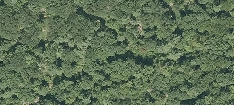 White Birch Ln