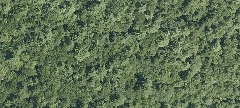Critchett Rd