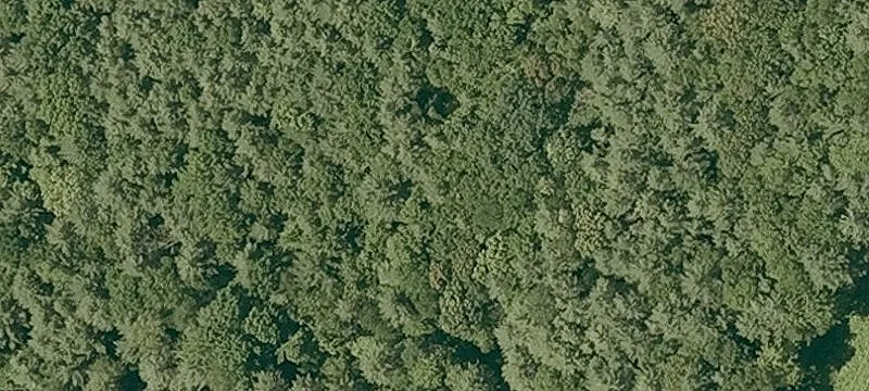Michael Ave
