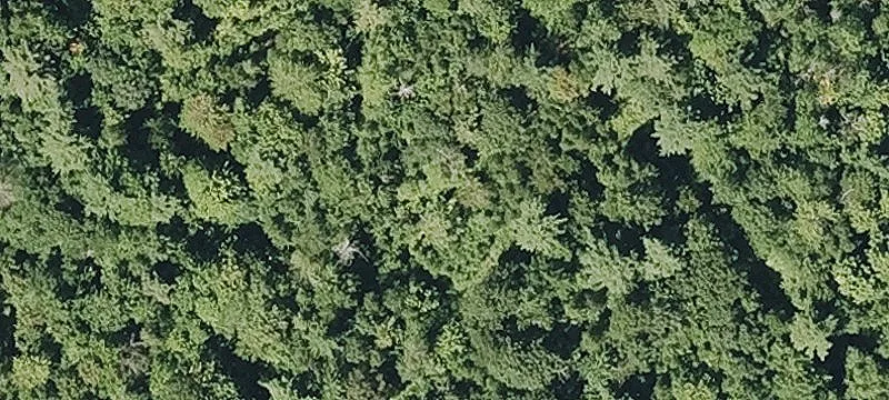 Willard Pond Rd