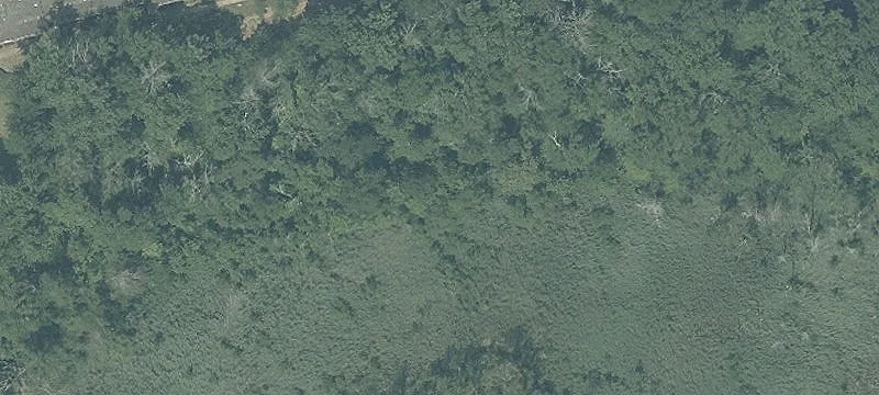 Southridge Woods