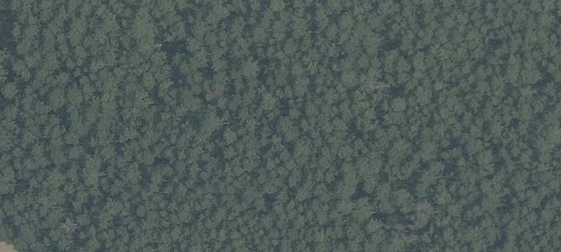 Blueberry Rd