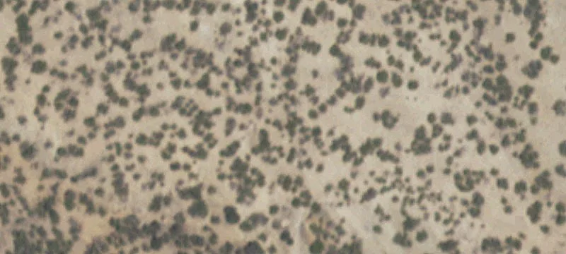 Carrizozo, NM 88301