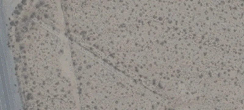 Cal Nev Ari, NV 89039