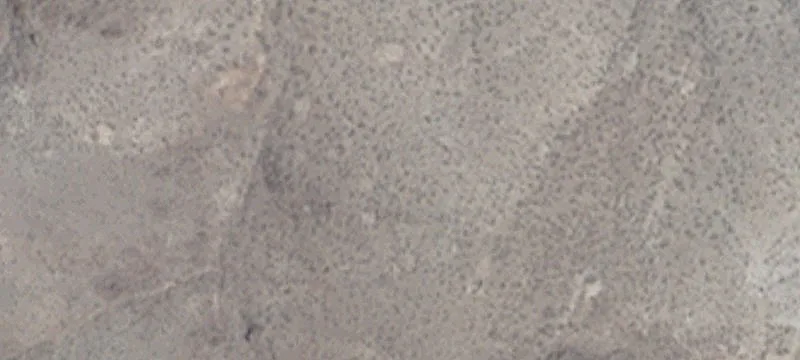 Fallon, NV 89406