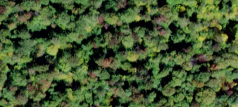 Wildcat Rd
