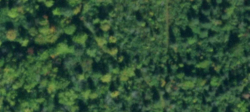 Big Tree Rd