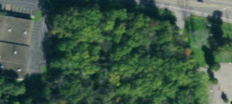 Big Tree Rd